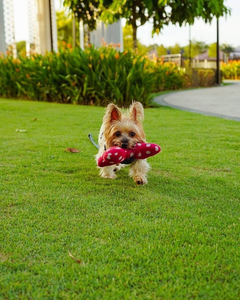 Are Silky Terriers Smart?