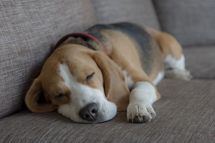 How Tall Is a Beagle? Average Height and Growth Curve