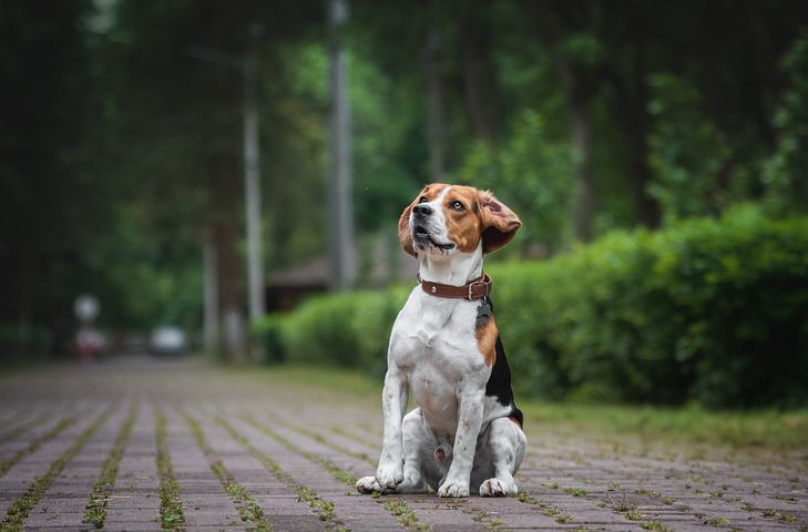 How Tall Is a Beagle? Average Height and Growth Curve