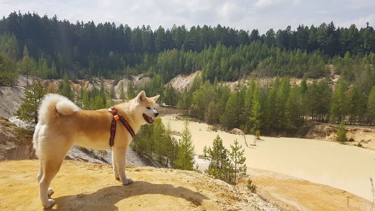 How Big Do Akita Dogs Get? Average Growth Chart