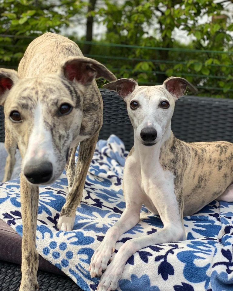 Do Whippets Like to Cuddle? (9 Tips to Improve Bonding)