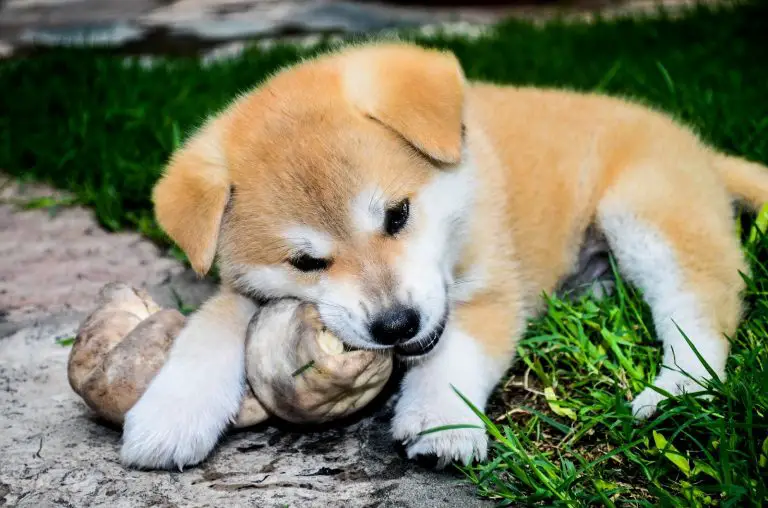 Are Akita Dogs Friendly? 8 Signs That Show Friendliness