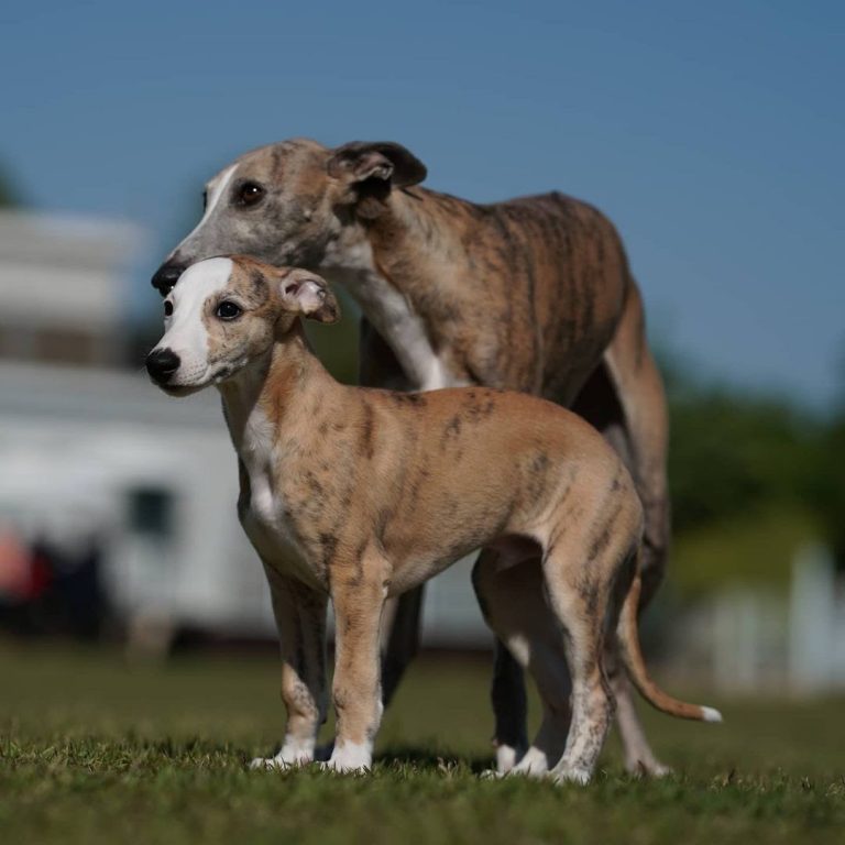 Are Whippets Good Family Pets?