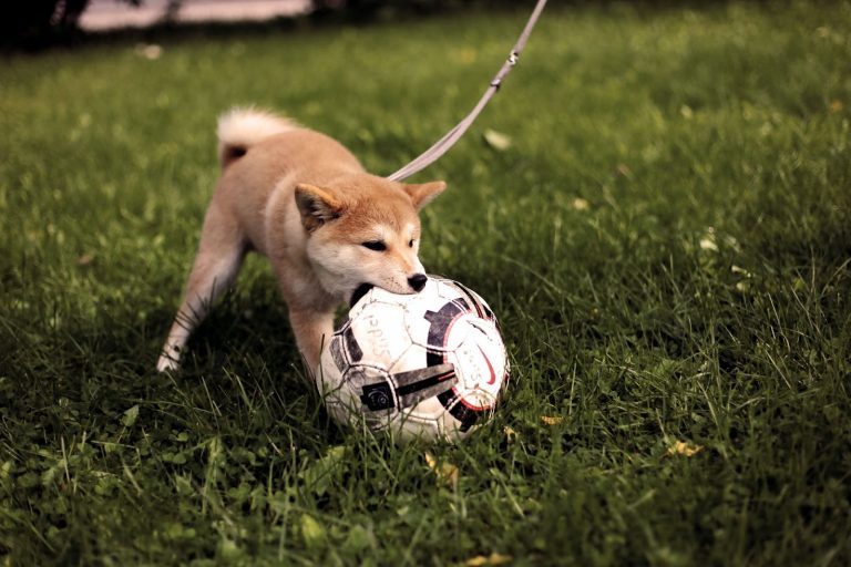Are Akita Dogs Dangerous?