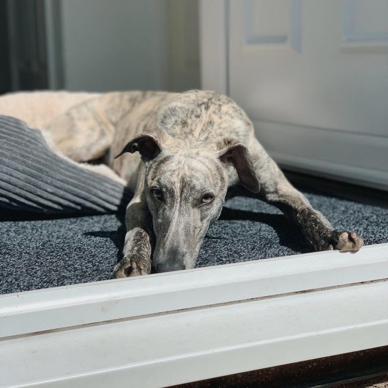 Are Whippets Easy to Train? (9 Training Tips for Whippet Owners)