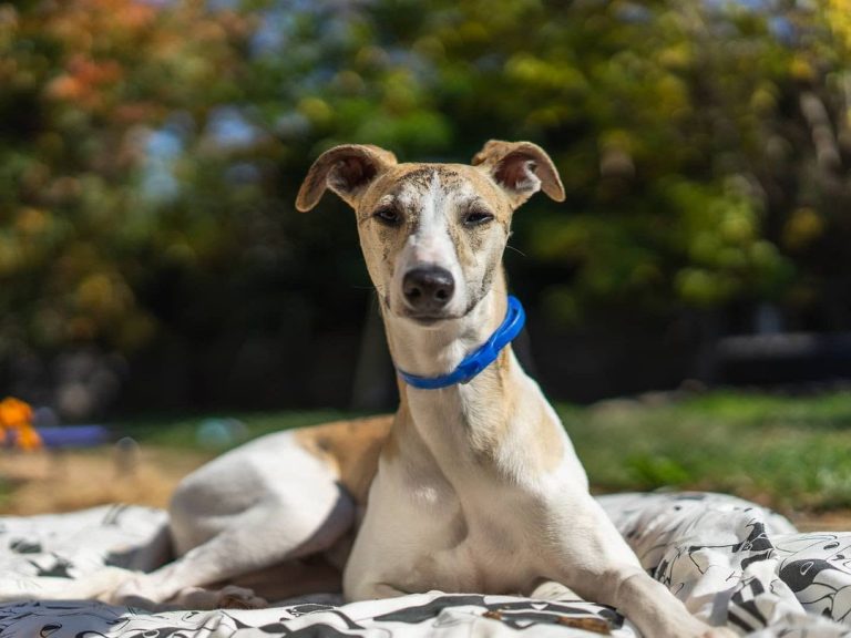 Are Whippets Hypoallergenic? (14 Tips for Allergic Owners)