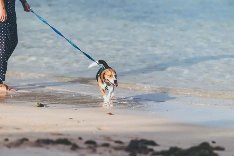 Do Beagles Like to Swim?- Guide Into Making Them the Best Swimmers