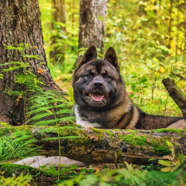 Akita 101: The Essential Guide