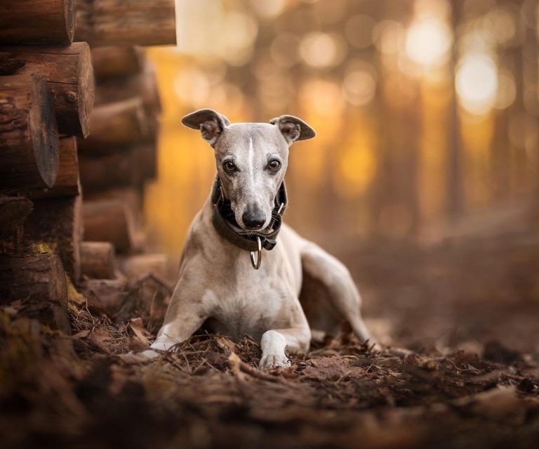 Are Whippets Affectionate? (8 Ways Whippets Show Their Love)