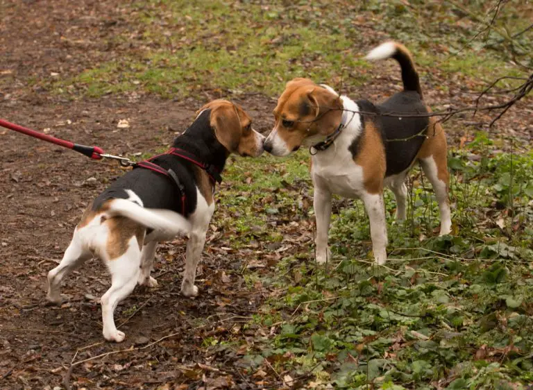 Are Beagles Good Apartment Dogs? 10 Tips to Make Beagle Happy in Small Spaces