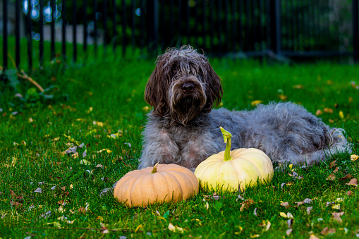 How Much Does an Otterhound Cost? Puppy Prices and Expenses