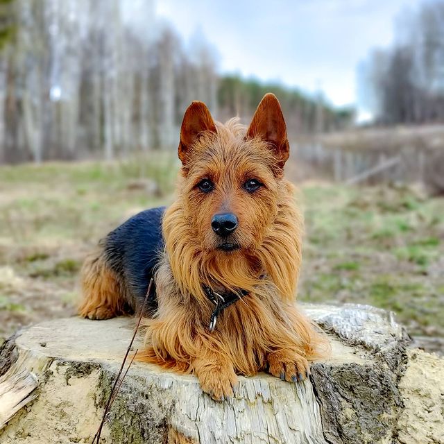 Silky Terrier vs Australian Terrier: Side Side Comparison - PawCited