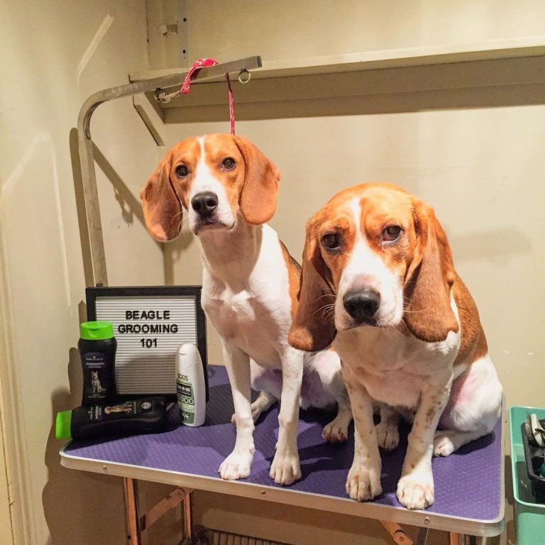 How to Cut Beagle Nails- A Guide to Nail Trimming