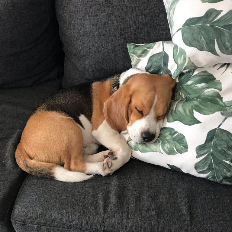 How Long Do Beagles Sleep? 6 Positions He Does While Sleeping