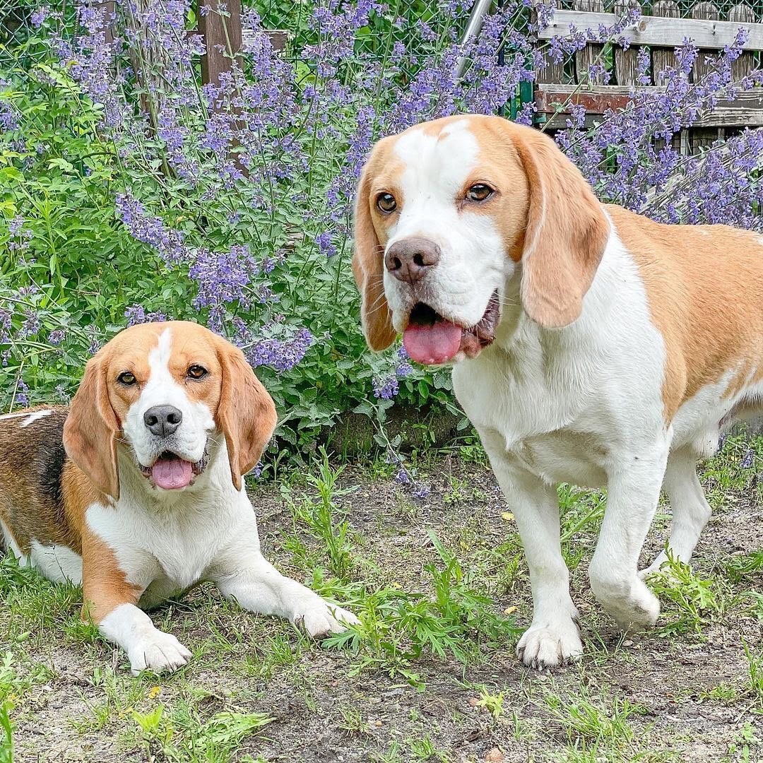 How to Know if Your Beagle Is Purebred: 12 Indicators That ...