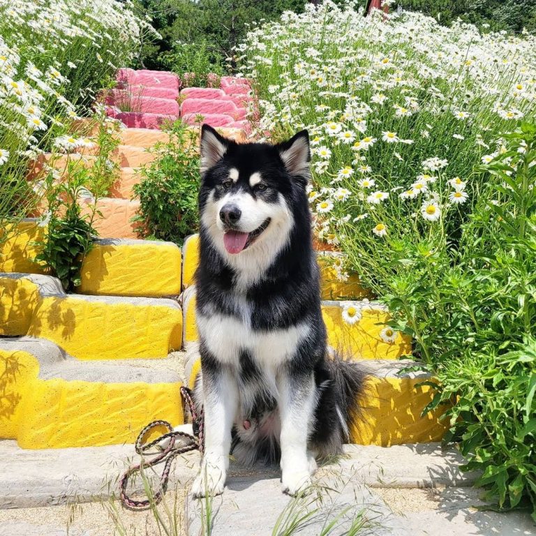 Akita vs Malamute: Side by Side Comparison