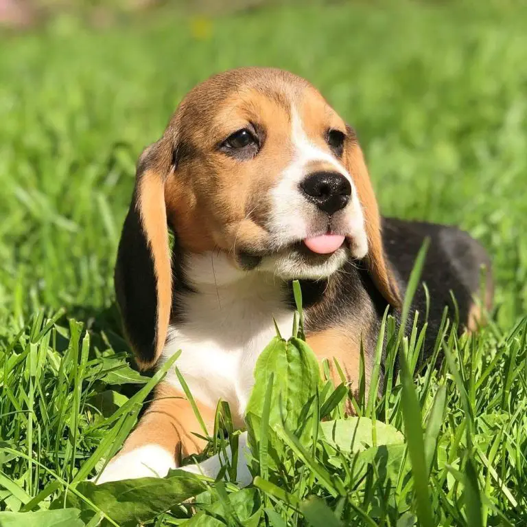 Male or Female Beagle: Which One Is a Better Pet?