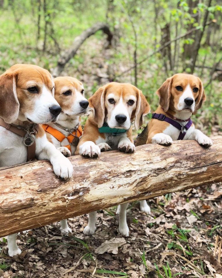 Beagle Kennel Ideas: 6 Things to Consider for Your Dog’s Kennel