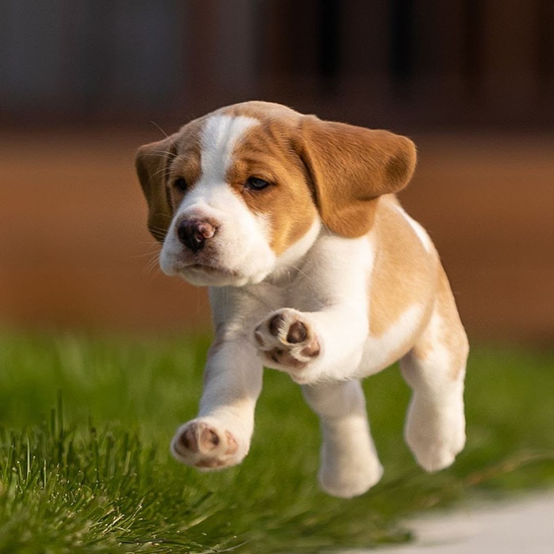 beagle