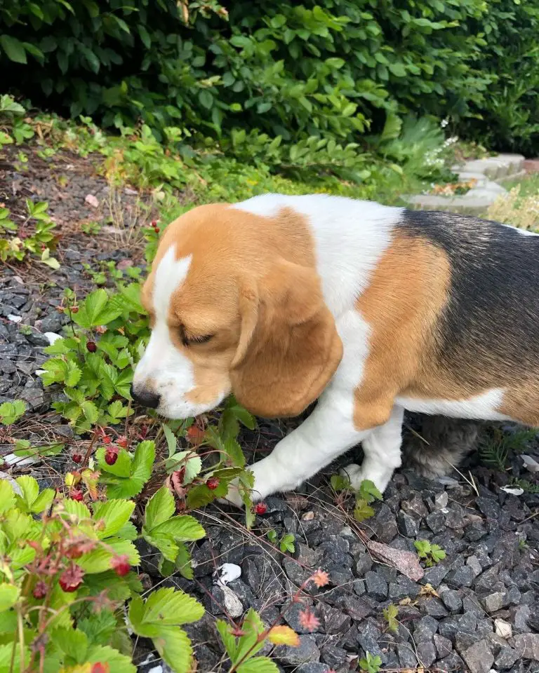 How Do Beagles Hunt? 7 Reasons That Make Beagles Good Hunters