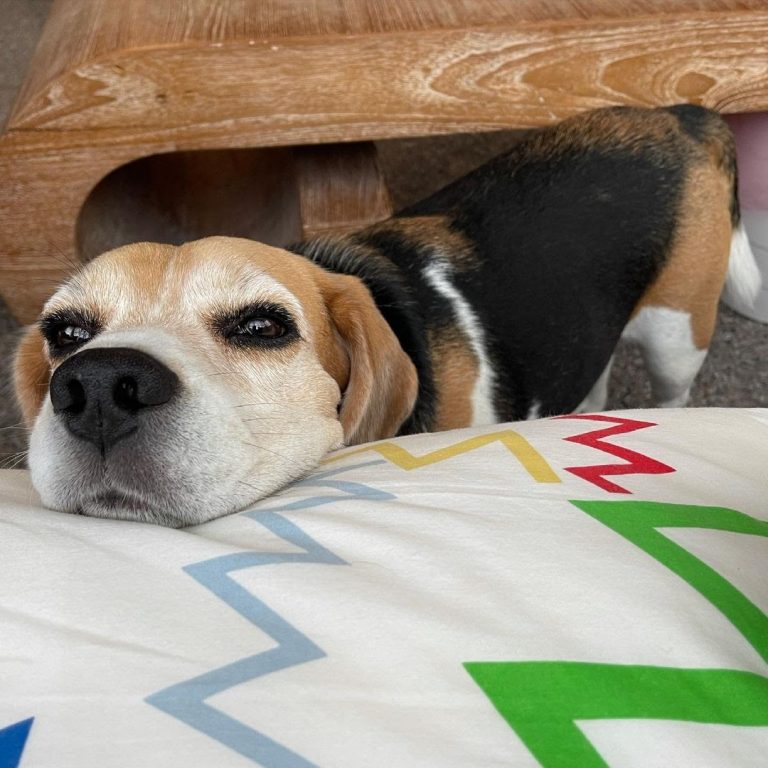 Why Do Beagles Whine? 7 Top Reasons Why Your Beagle Is Whining