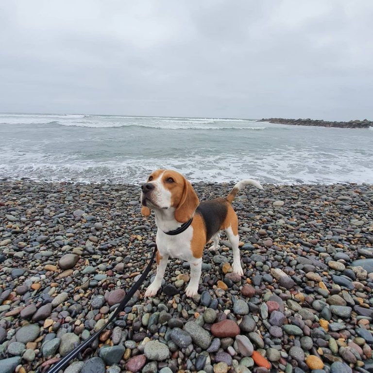 Beagle vs Chihuahua: A Detailed Breed Comparison