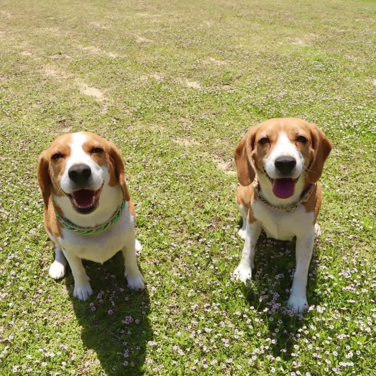 Beagle vs Golden Retriever: A Side by Side Comparison