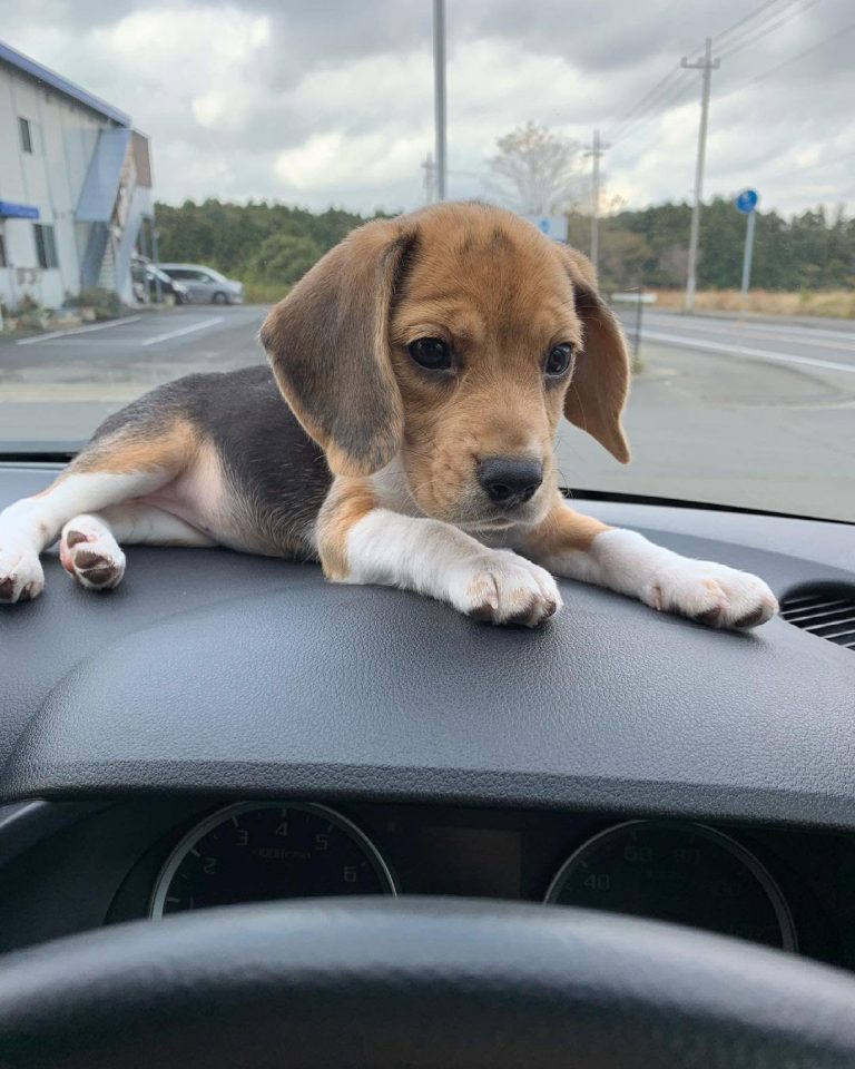 Beagle vs Corgi: A Side by Side Comparison