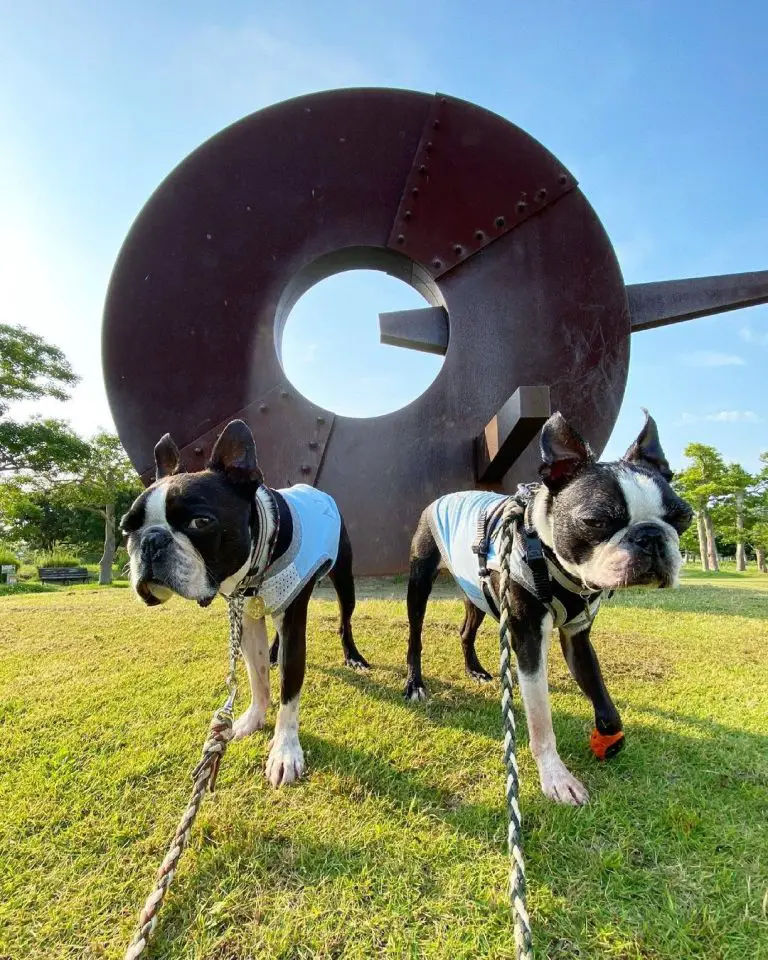 Boston Terrier vs Beagle: A Side By Side Comparison