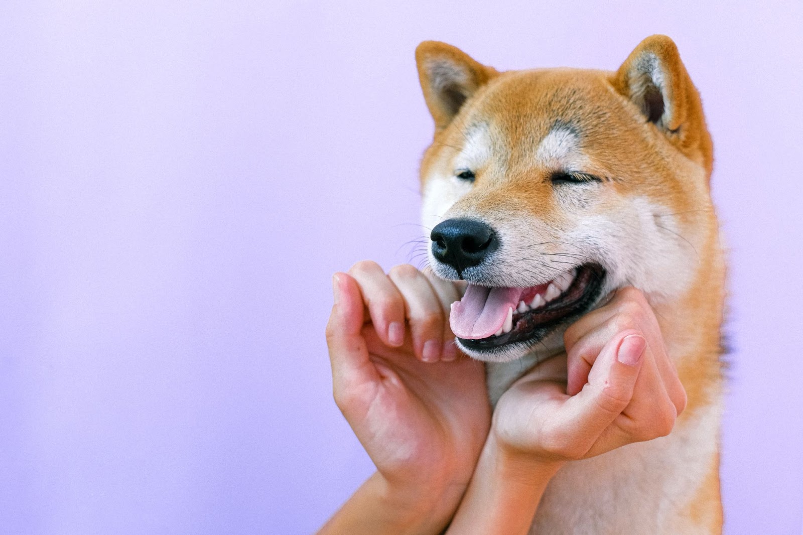 Do Dogs Get Tired Of Barking 7 Easy Tips To Stop Them From Barking
