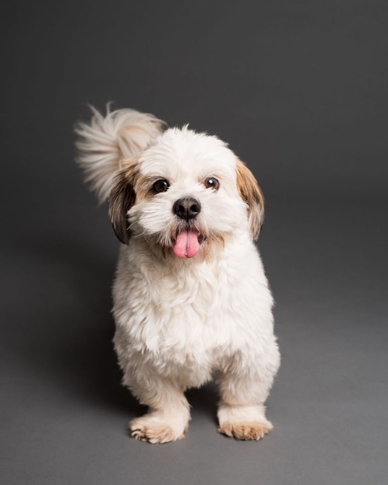 Why Can t Dogs Talk Can Your Dog Learn To Speak PawCited Why can t dogs talk can your dog learn to speak pawcited