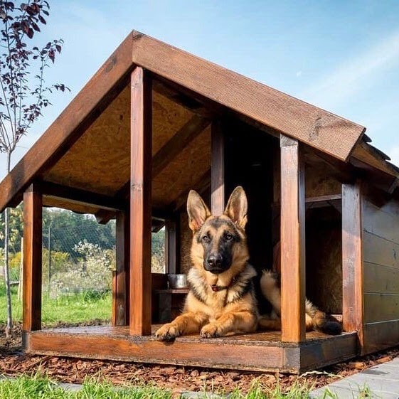 Dog House Ideas: Indoor and Outdoor Protection for Your Dog