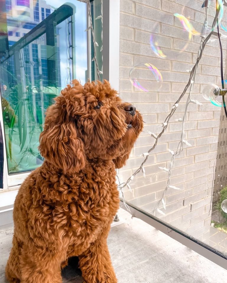 Portuguese Water Dog vs Goldendoodle: Finding the Better Companion