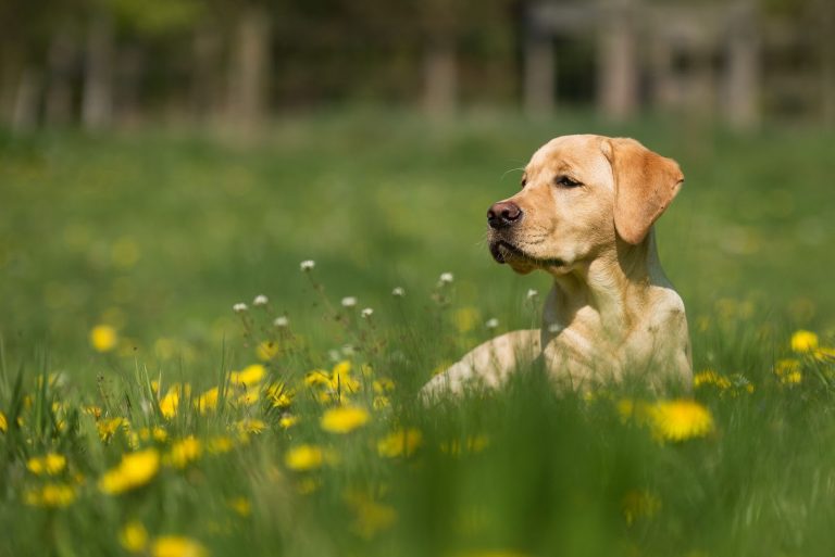 Why Are Dogs Always Hungry? 3 Tips on How to Stop Dog From Begging for Food