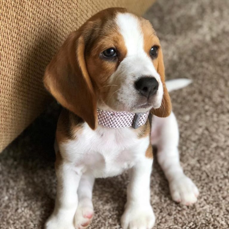 How Much Does a Pocket Beagle Cost? Learning What Impacts the Price