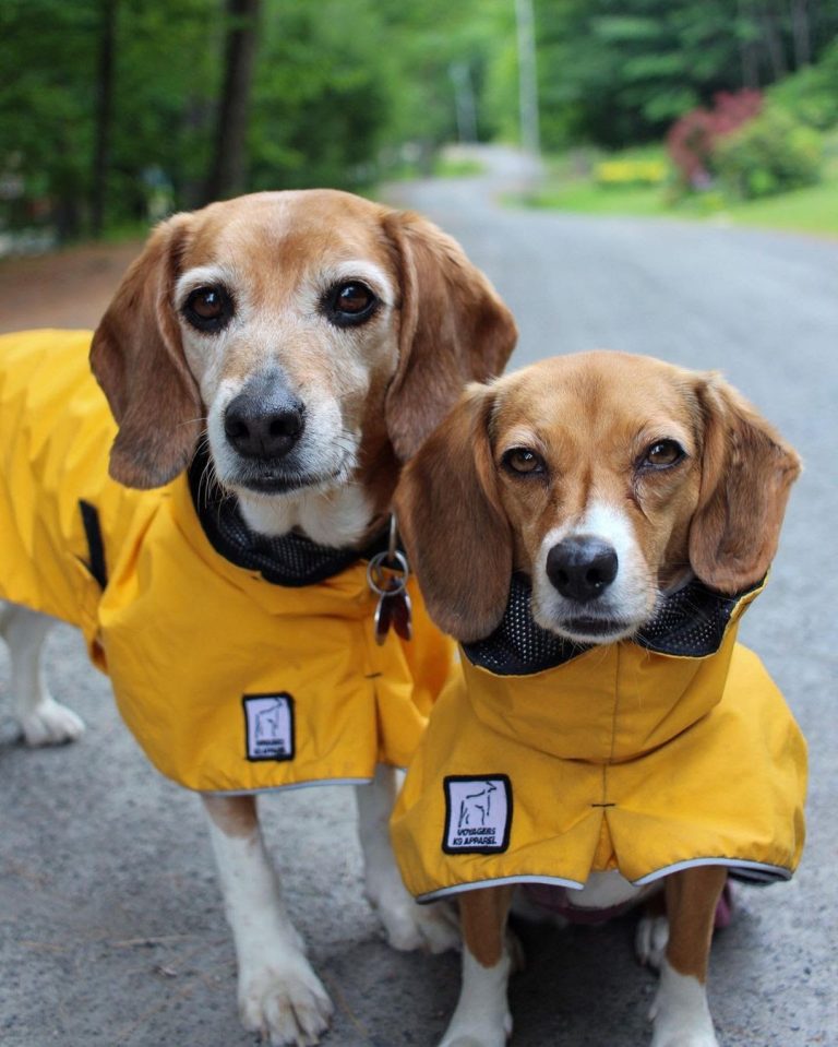 Pocket Beagle vs Regular Beagle: What Are Their Differences?