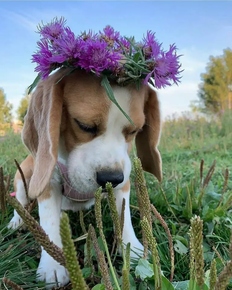 Are Pocket Beagles Hypoallergenic? 18 Proven Methods to Combat Dog Allergies