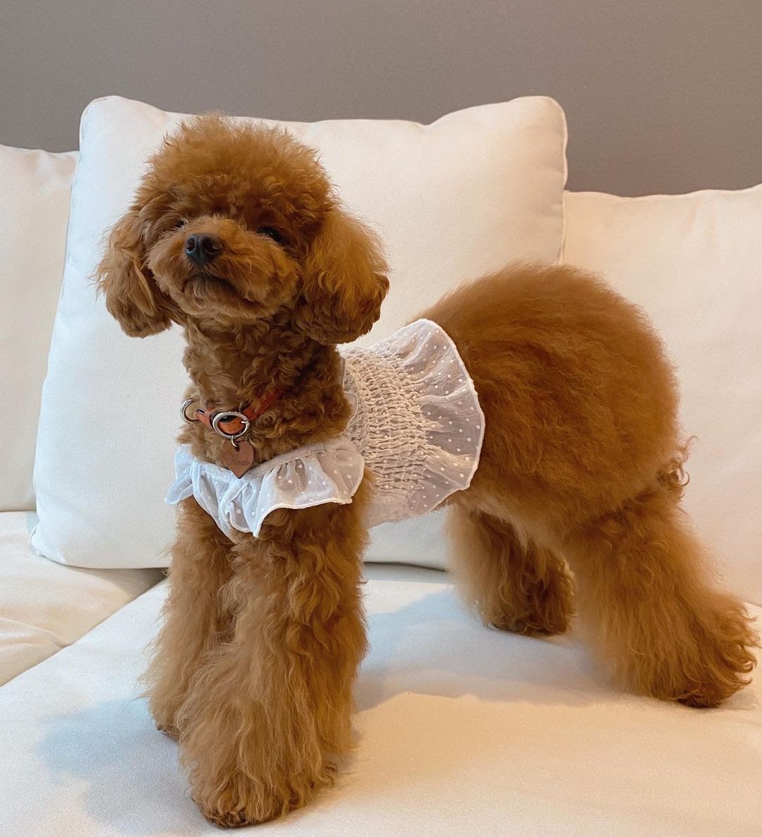 cuddly toy poodle