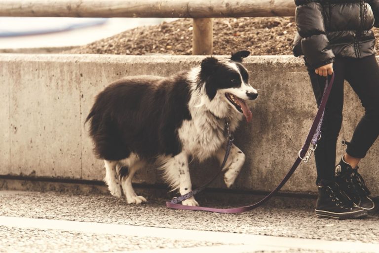 How Much Does a Dog Walker Charge? 8 Factors That Affect Dog Walkers Rate?