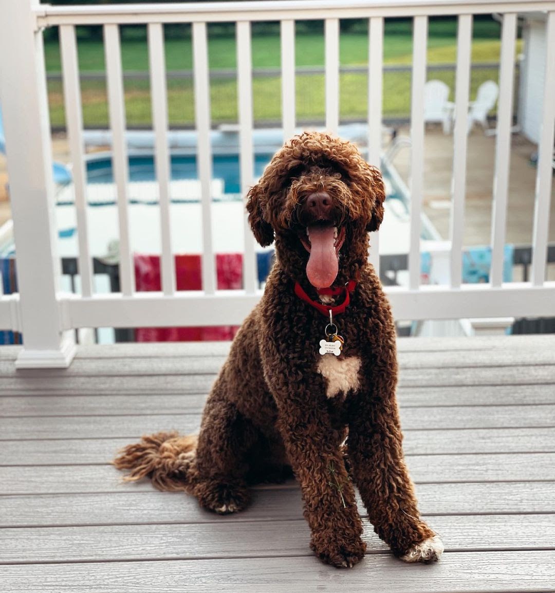 Portuguese Water Dog vs Poodle: Determining the Better ...
