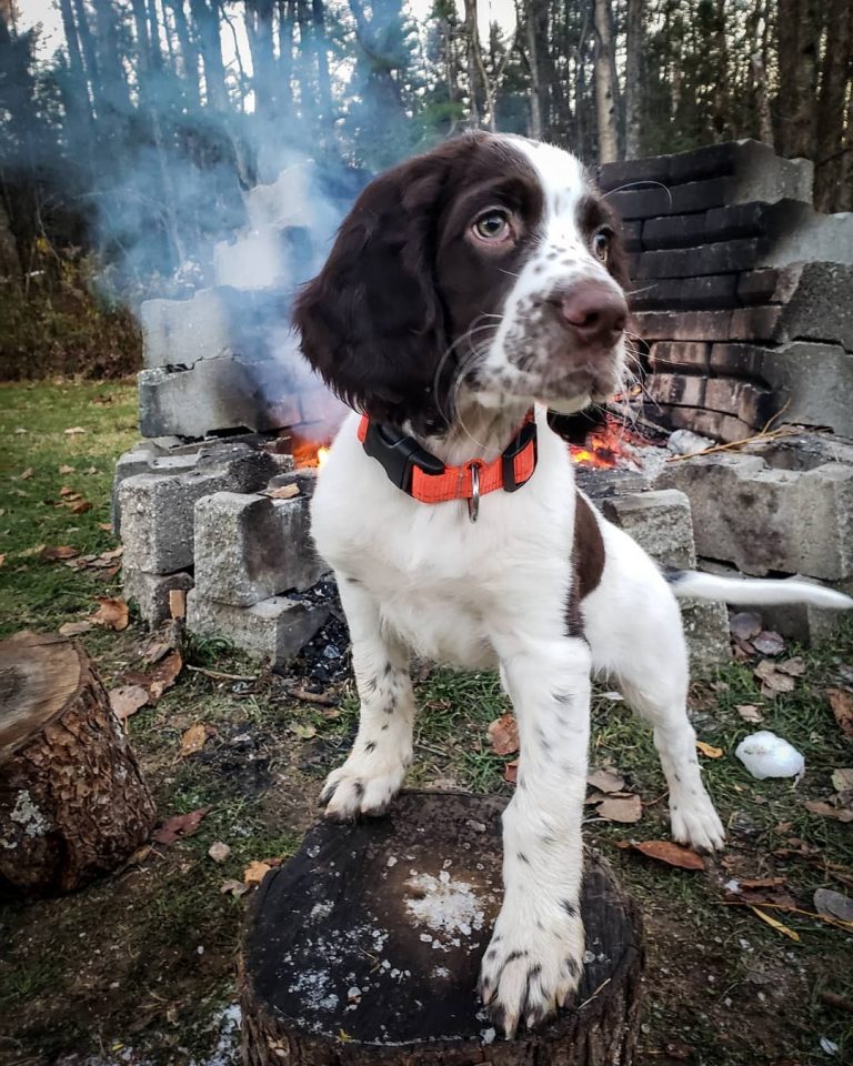 30 Most Versatile Dog Breeds