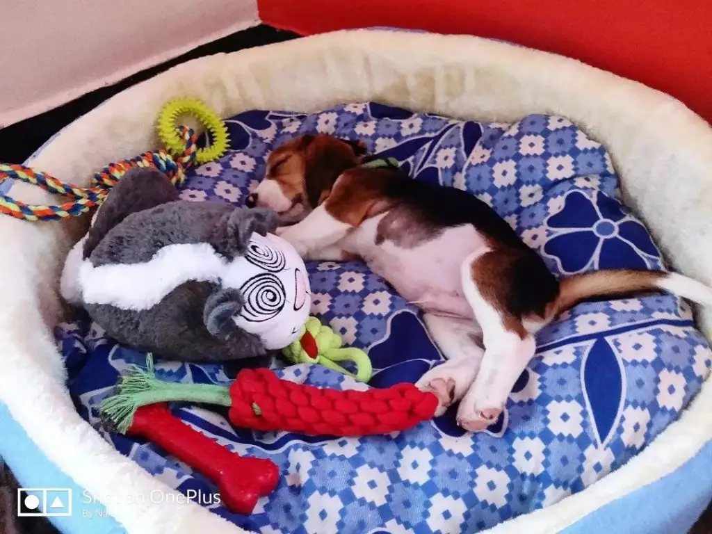 How to Make a Beagle Puppy to Sleep at Night? What to Do