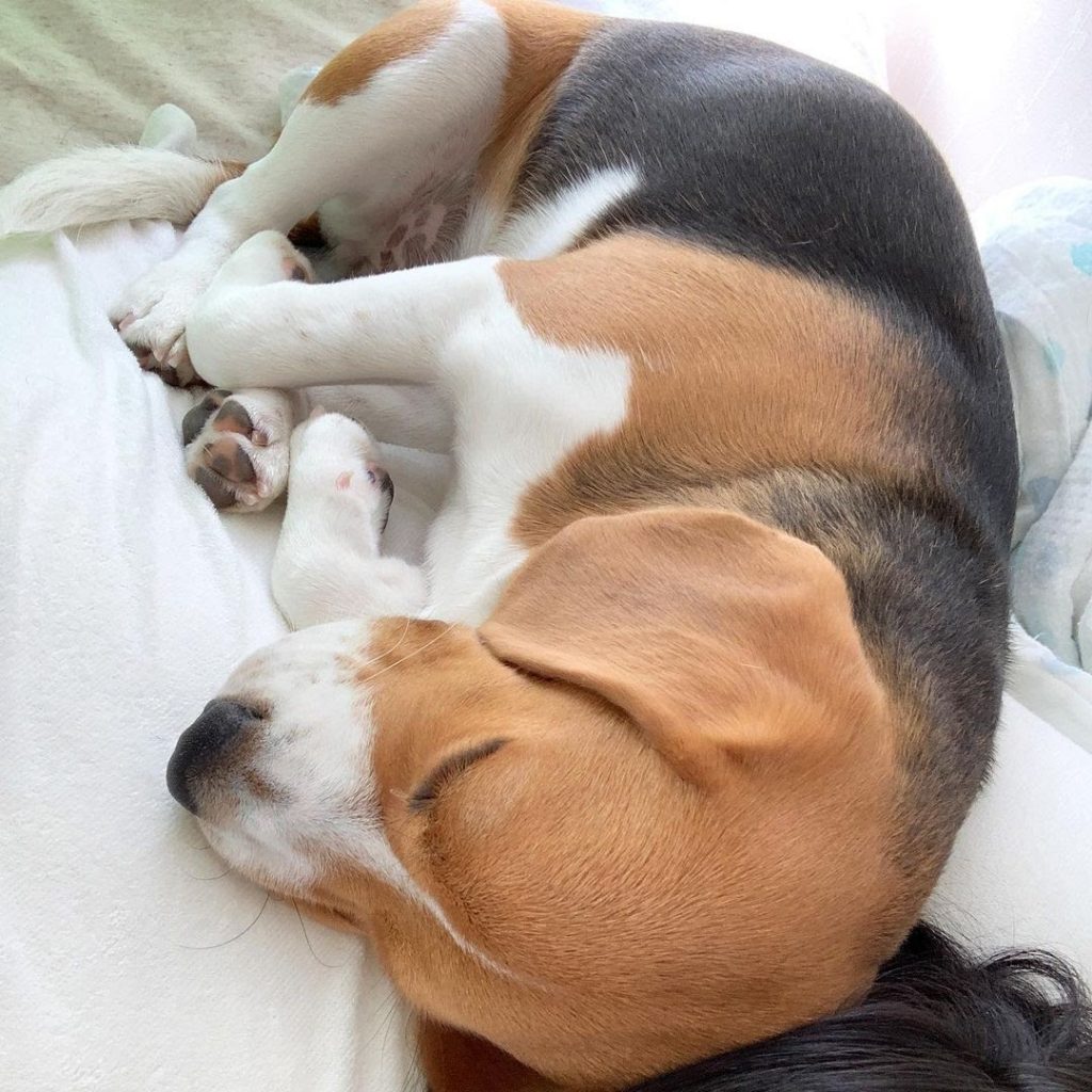 How to Make a Beagle Puppy to Sleep at Night? What to Do