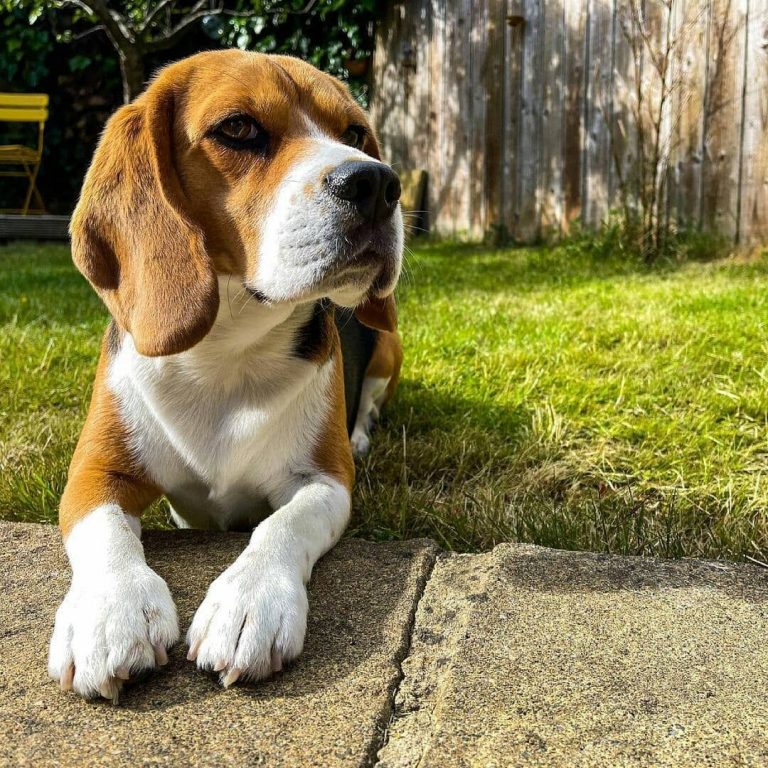 Can a Beagle Be a Service Dog? 5 Traits That Your Beagle Can Be a Service Companion