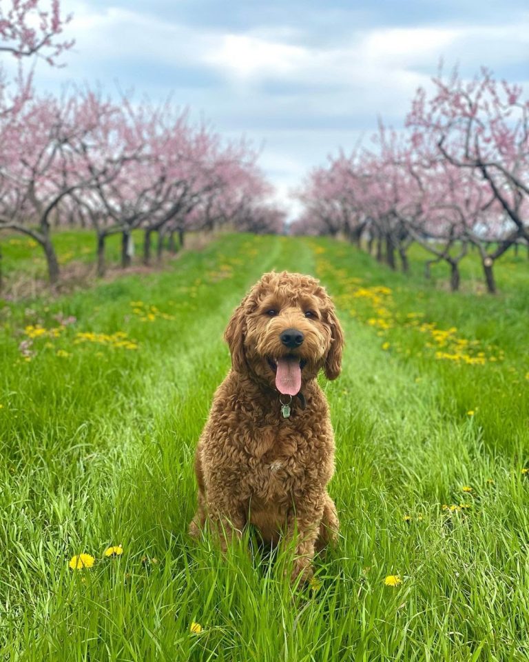 Portuguese Water Dog vs Labradoodle: Which Pet Should You Be Getting?