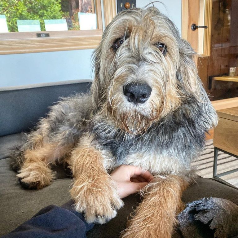 Otterhound 101: The Essential Guide