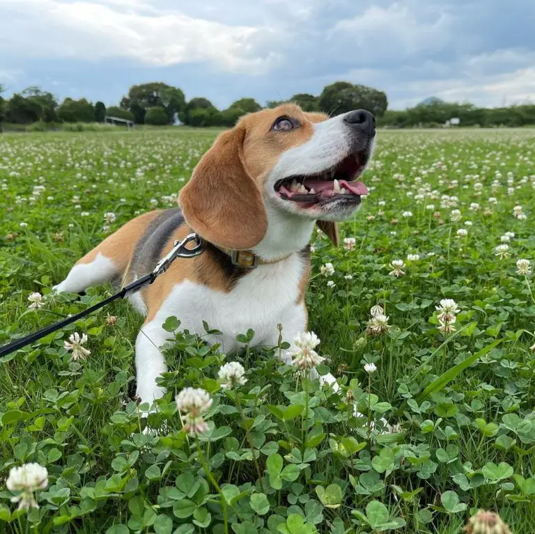 Will Beagles Return Home? 6 Tips to Keep Your Beagle From Running off