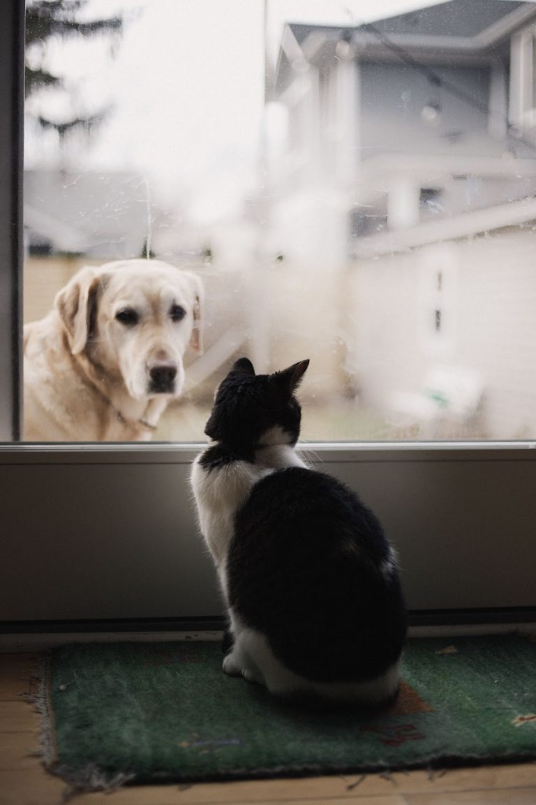 How to Keep a Dog Out of a Litter Box? 10 Proven Ways to Keep Dog From Eating Cat Poop