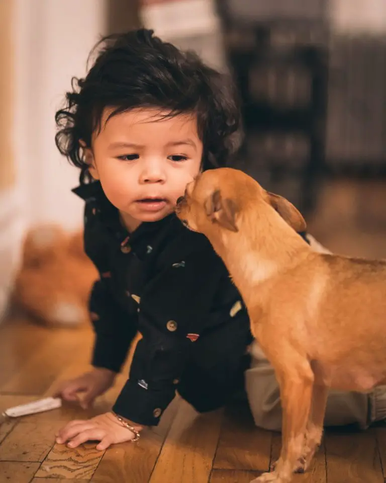 Top 10 Best Dog Breed Around Babies