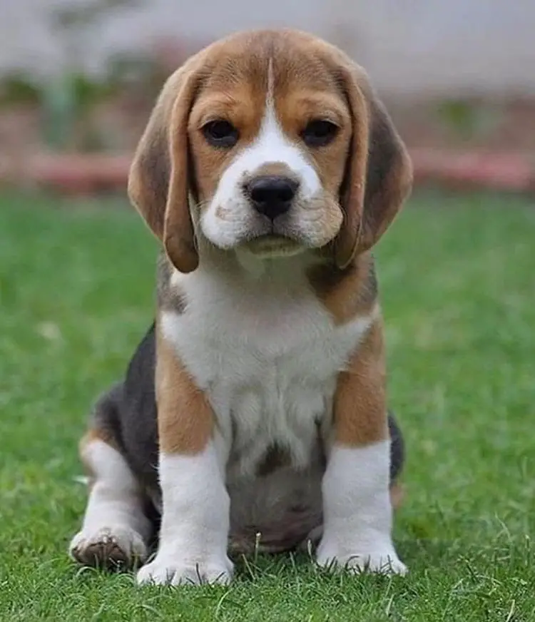 How Big Does a Pocket Beagle Get? 3 Factors That Impact